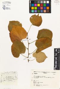 SW_BNB_s3080-04775_IMG-0000000001
