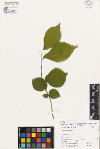 SW_BNB_s3080-04850_IMG-0000000001