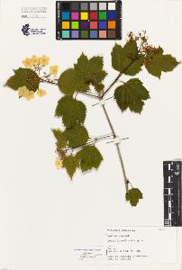 SW_BNB_s3080-04975_IMG-0000000001