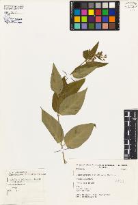 SW_BNB_s3080-05018_IMG-0000000001