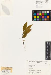 SW_BNB_s3080-05118_IMG-0000000001