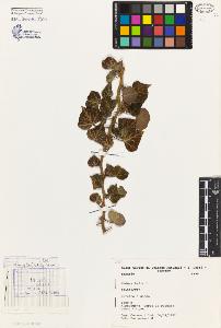 SW_BNB_s3080-05142_IMG-0000000001