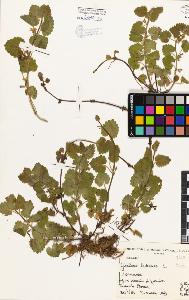 SW_BNB_s3080-05181_IMG-0000000001
