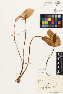 SW_BNB_s3080-05538_IMG-0000000001