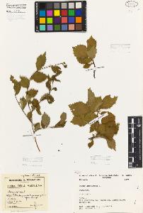 SW_BNB_s3080-05783_IMG-0000000001