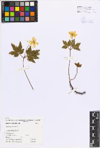 SW_BNB_s3080-06061_IMG-0000000001
