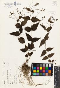 SW_BNB_s3080-07219_IMG-0000000001