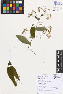 SW_BNB_s3080-07459_IMG-0000000001