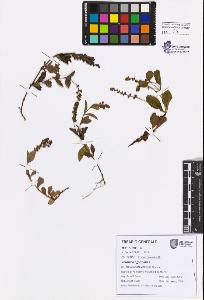 SW_BNB_s3080-07470_IMG-0000000001