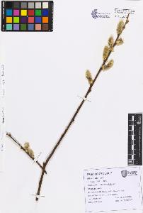 SW_BNB_s3080-07581_IMG-0000000001