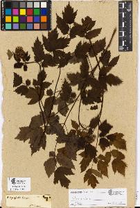 SW_BNB_s3090-00452_IMG-0000000001