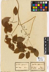 SW_BNB_s3090-00504_IMG-0000000001