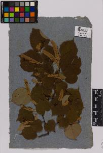 SW_BNB_s3090-01623_IMG-0000000001