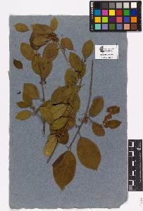 SW_BNB_s3090-01796_IMG-0000000001