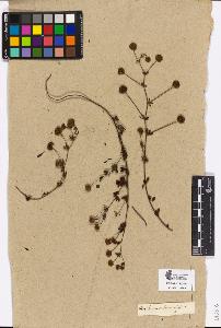 SW_BNB_s3090-02232_IMG-0000000001