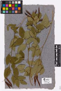 SW_BNB_s3090-02697_IMG-0000000001