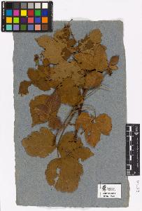 SW_BNB_s3090-02976_IMG-0000000001