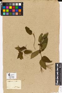 SW_BNB_s3090-03155_IMG-0000000001