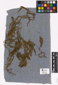 SW_BNB_s3090-03215_IMG-0000000001
