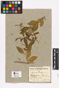 SW_BNB_s3090-04081_IMG-0000000001