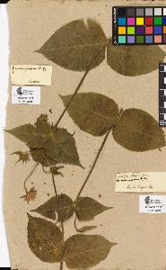 SW_BNB_s3090-04312_IMG-0000000001
