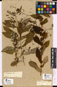 SW_BNB_s3090-05280_IMG-0000000001