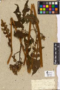 SW_BNB_s3090-05294_IMG-0000000001