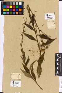SW_BNB_s3090-05336_IMG-0000000001