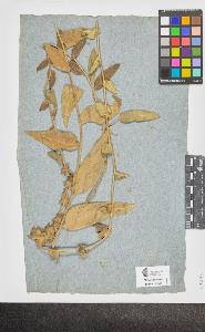 SW_BNB_s3090-05686_IMG-0000000001