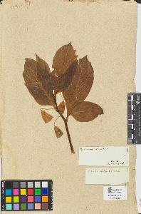 SW_BNB_s3090-06201_IMG-0000000001