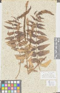 SW_BNB_s3090-06396_IMG-0000000001