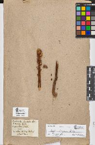 SW_BNB_s3090-06530_IMG-0000000001