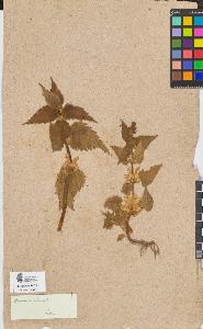 SW_BNB_s3090-06917_IMG-0000000001