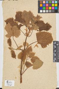 SW_BNB_s3090-06927_IMG-0000000001