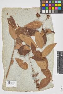 SW_BNB_s3090-07009_IMG-0000000001