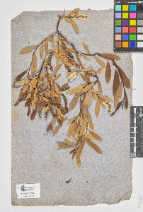 SW_BNB_s3090-07806_IMG-0000000001