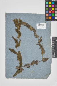 SW_BNB_s3090-07894_IMG-0000000001