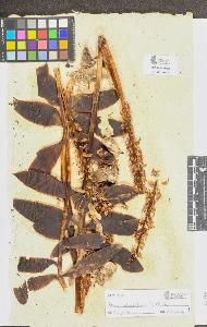 SW_BNB_s3090-08003_IMG-0000000001