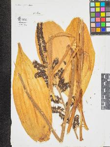 SW_BNB_s3090-08439_IMG-0000000001