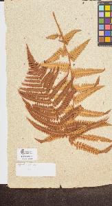 SW_BNB_s3090-10246_IMG-0000000001