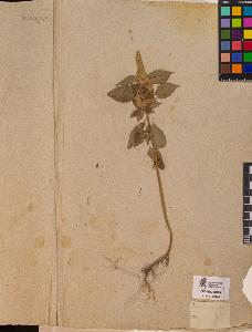 SW_BNB_s3090-10302_IMG-0000000001