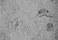 SW_D_4t060-05710_IMG-0000000001