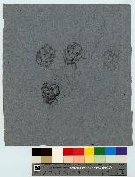 SW_D_4t060-06407_IMG-0000000001