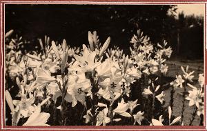 SW_F_SUP-SWIS1-0000447_IMG-0000000001