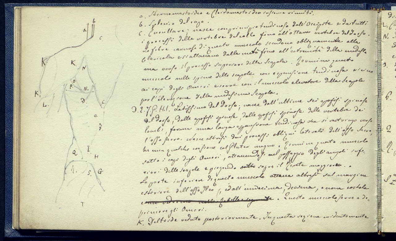 Studio anatomico di mezzo torso maschile (disegno) di Bianchi, Mosè; Bianchi, Mosè (seconda metà sec. XIX)