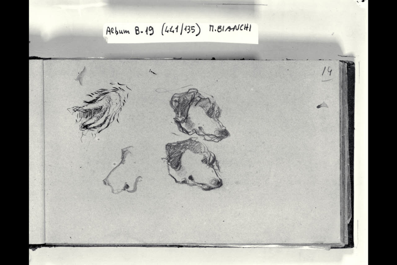 Mano femminile e tre schizzi di una testa di cane (disegno) di Bianchi, Mosè; Bianchi, Mosè (seconda metà sec. XIX)