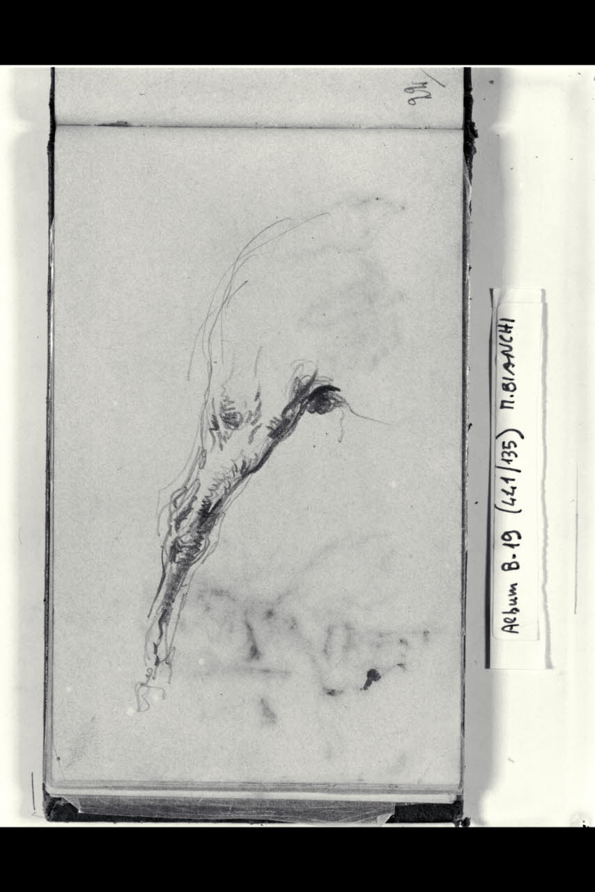 Zampa posteriore di un cavallo (disegno) di Bianchi, Mosè; Bianchi, Mosè (seconda metà sec. XIX)