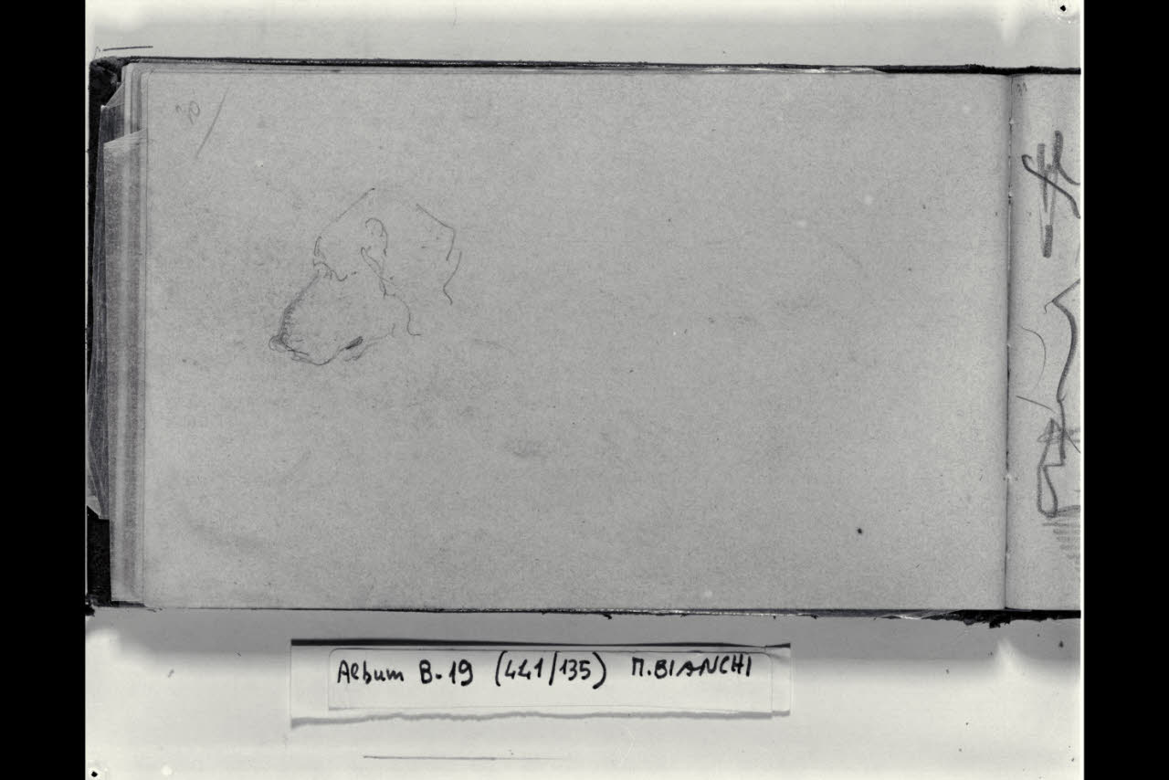 Schizzo della testa di un cane (disegno) di Bianchi, Mosè; Bianchi, Mosè (seconda metà sec. XIX)