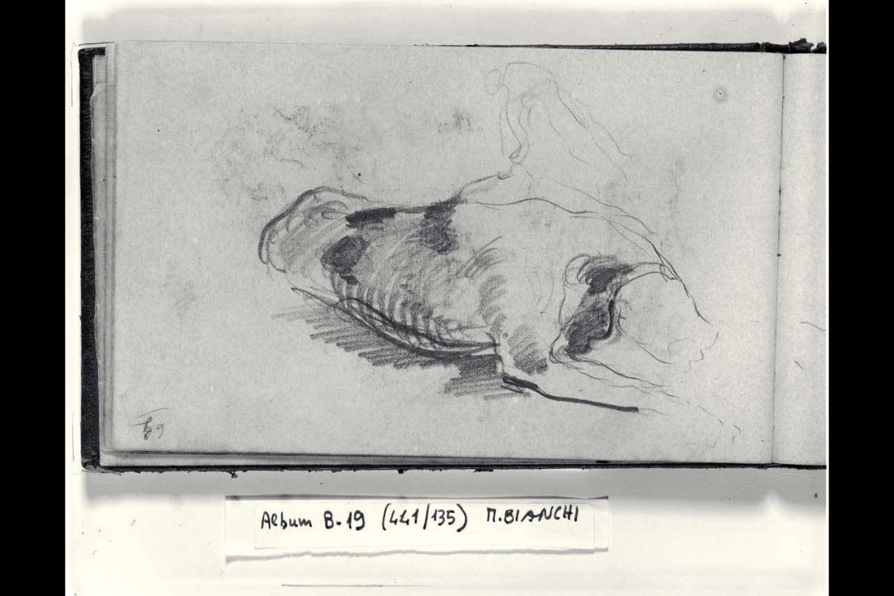 Schizzo del muso di un cane (disegno) di Bianchi, Mosè; Bianchi, Mosè (seconda metà sec. XIX)