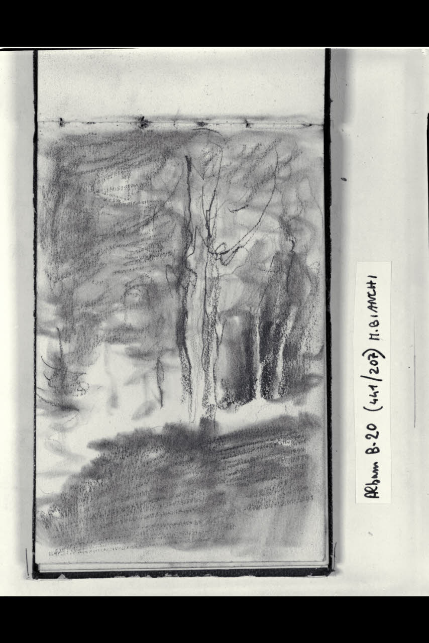 Gruppo di alberi (disegno) di Bianchi, Mosè; Bianchi, Mosè (seconda metà sec. XIX)